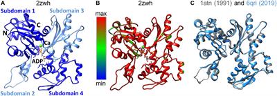 Bioinformatics Analysis of Actin Molecules: Why Quantity Does Not Translate Into Quality?